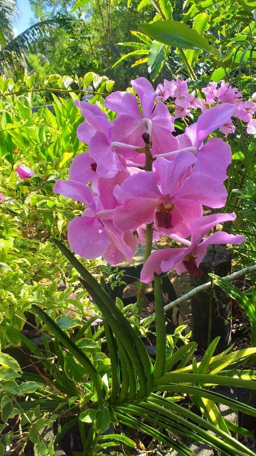 Orchid Sunset Guest House Baie Lazare  Exterior photo